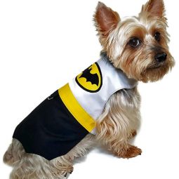 small dog with batman costume on